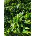 Декоративно растително пано Green Wall 100х100 см. ICNT 19100100, Интер Керамик 2