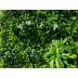 Декоративно растително пано Green Wall 100х100 см. ICNT 19100100, Интер Керамик