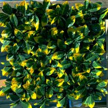 Декоративно растително пано Green Wall 50х50 см. ICNT 195050, Интер Керамик